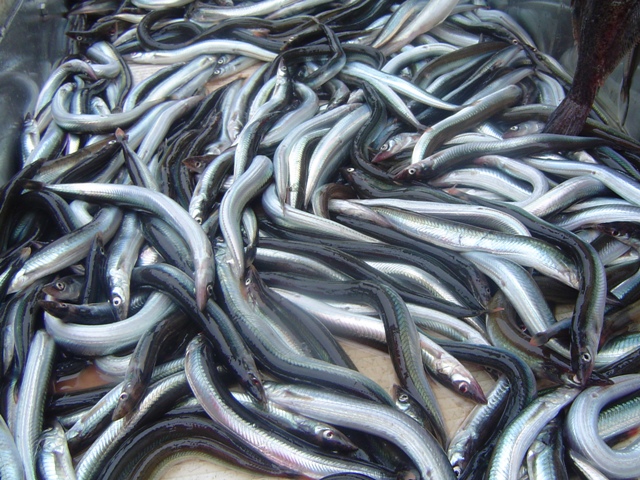 sandsilarannsoknir-b9