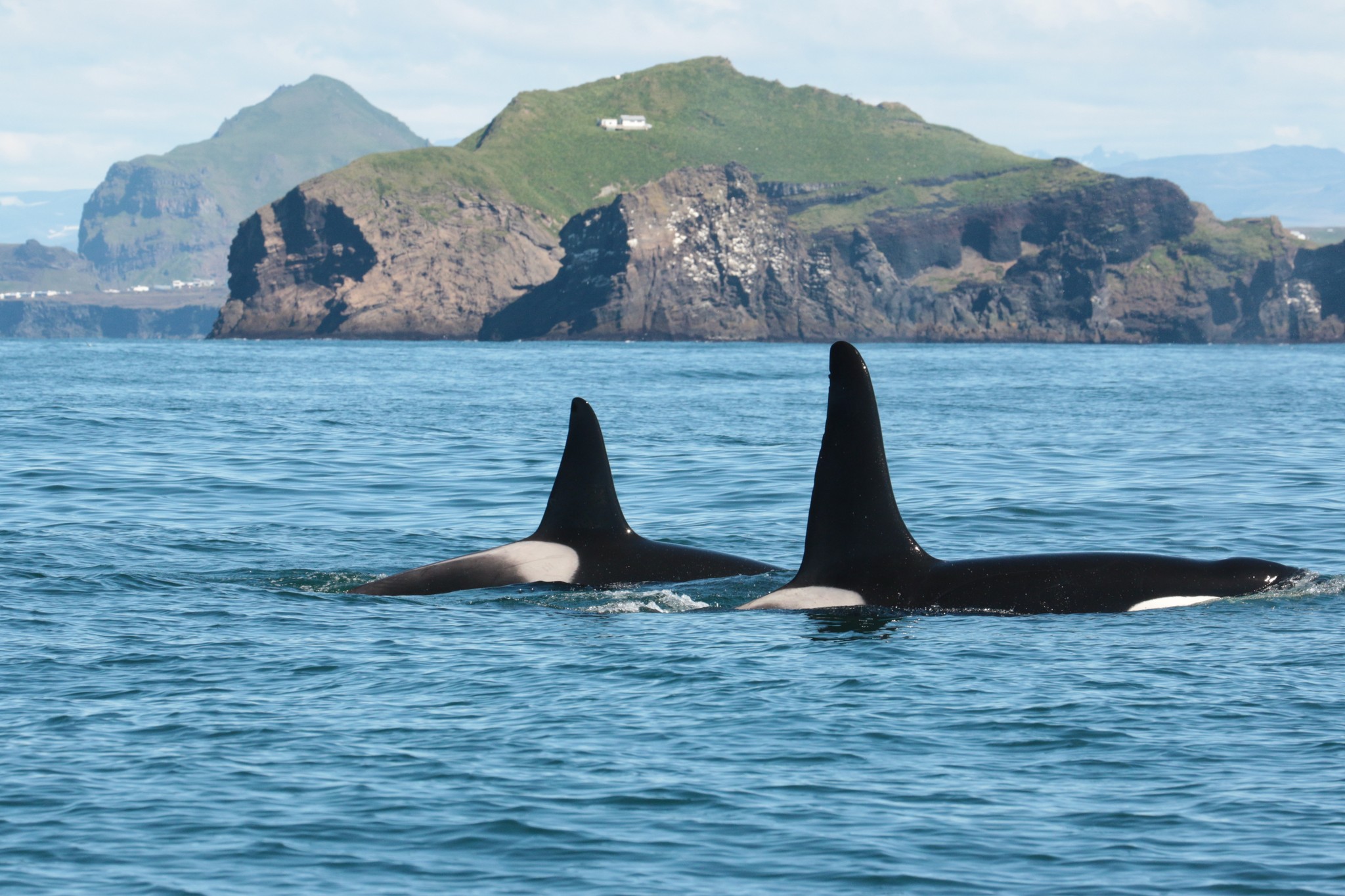 308832759_529480775845079_396482808599320449_n